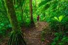 Woman exploring on a jungle trail, Alajuela Province, Costa Rica. Art Print